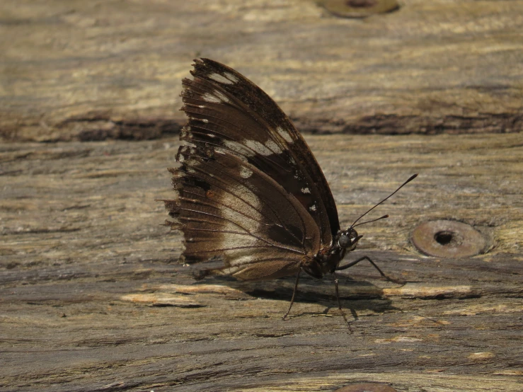 a brown and white erfly is on top of rocks