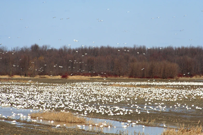 many birds are flying over a large body of water