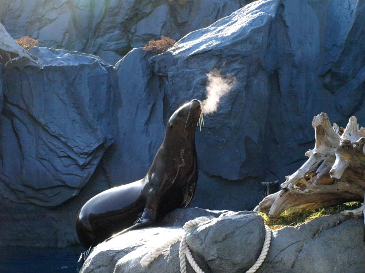 a sealer is playing with the camera from a rock