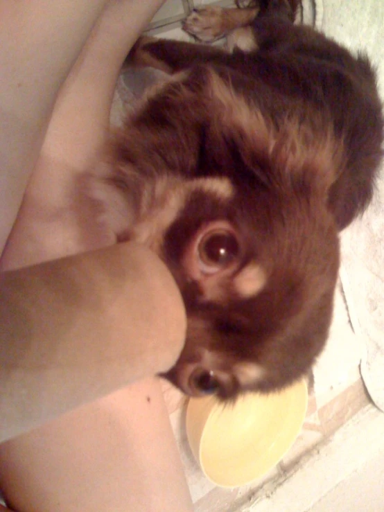 a brown dog laying next to a persons hand