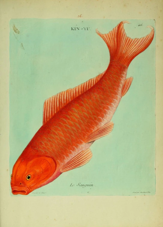 an orange fish on a blue and light green background