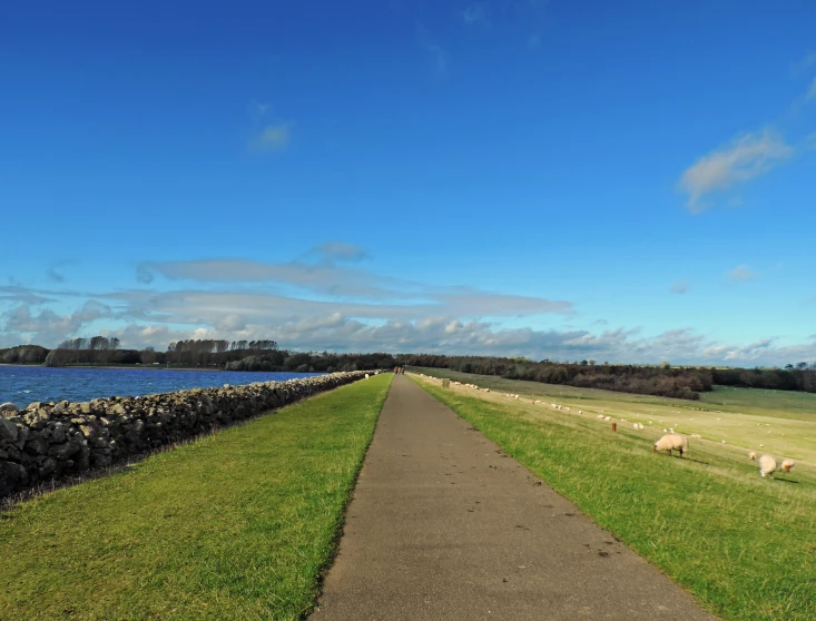 a grassy path running past water and sheep