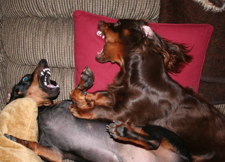 two dogs laying down with their mouths open