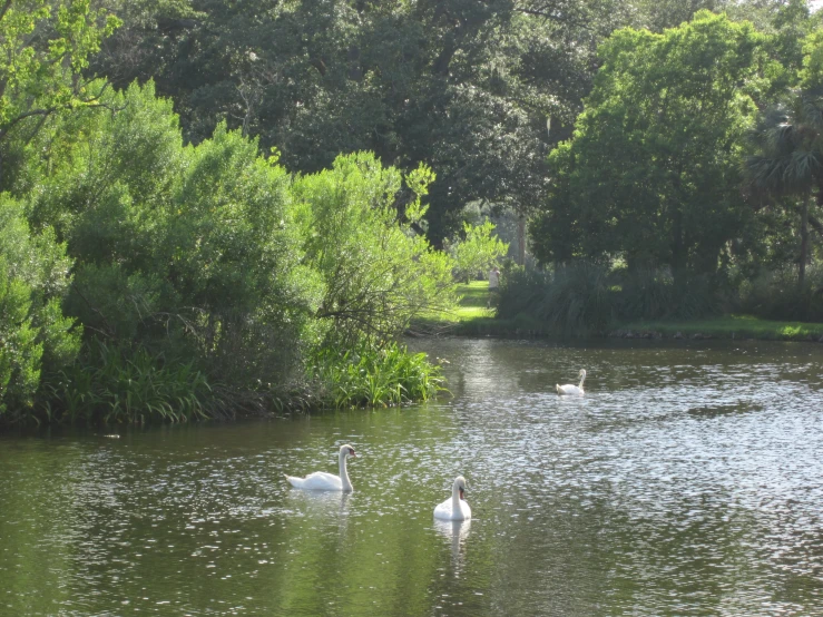 some geese are swimming in a body of water