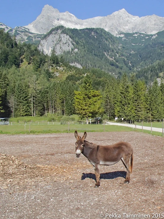 a single donkey standing in the middle of a pasture