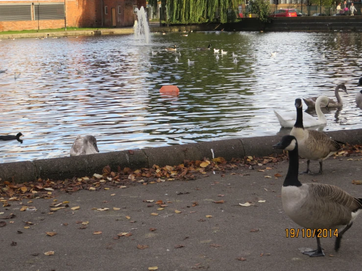 a group of geese stand by the water