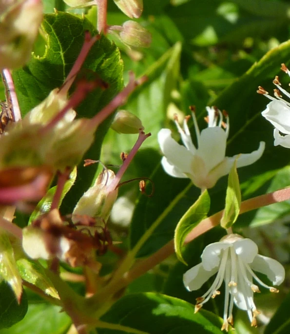 a plant with white flowers and large green leaves