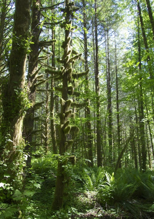 a forest with many trees and ferns growing