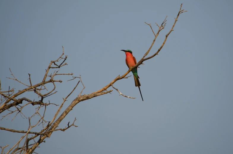 a bird sitting in the middle of a tree nch