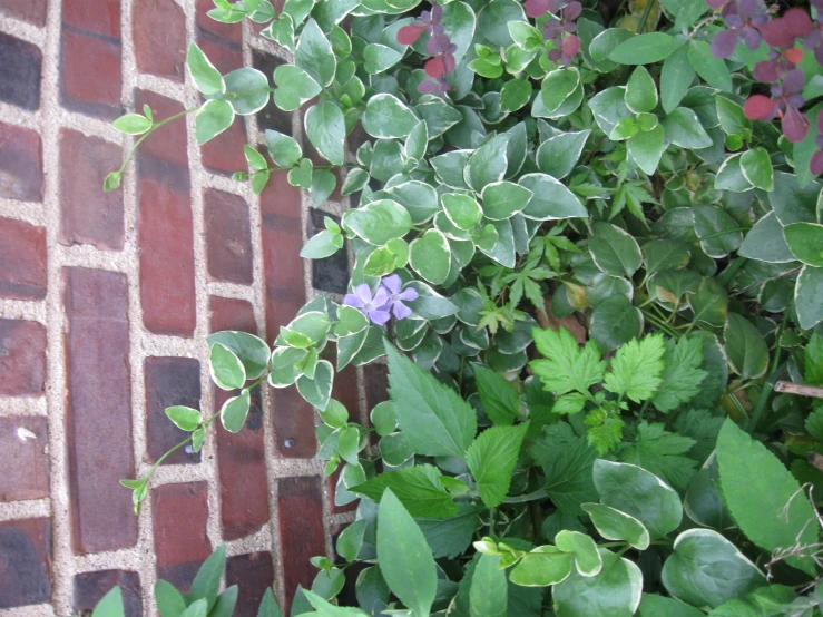 green plants grow on the outside of a brick wall