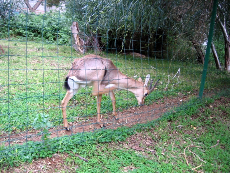 an animal is eating grass in the field