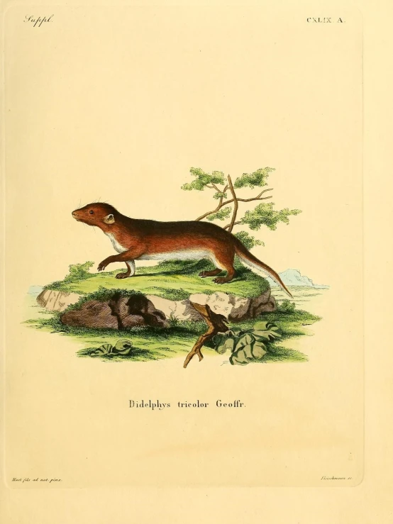 this is a vintage print of an otter
