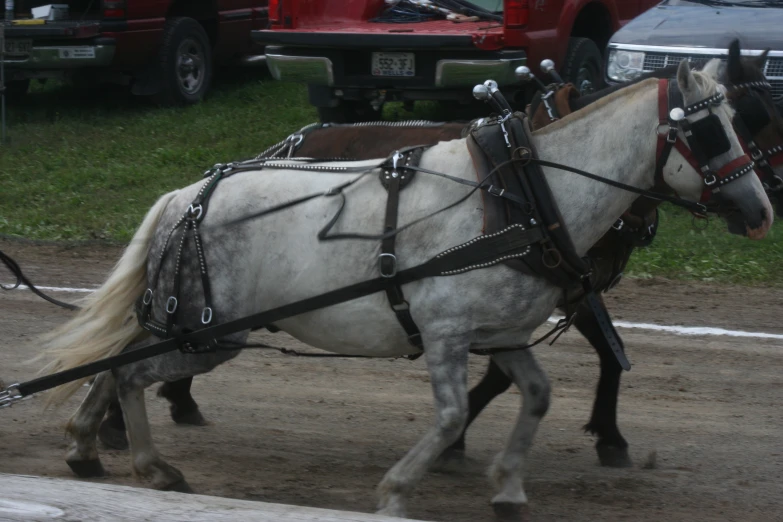 a white horse pulling two large, dark brown and white horses