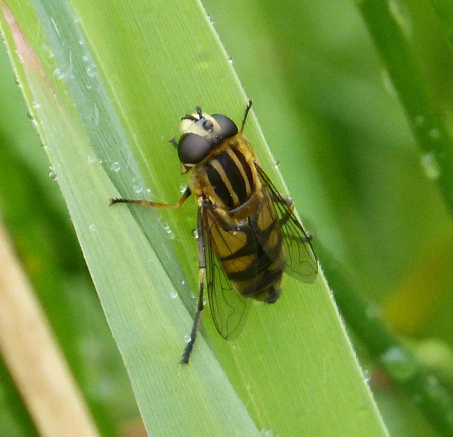 a insect sitting on top of a leaf