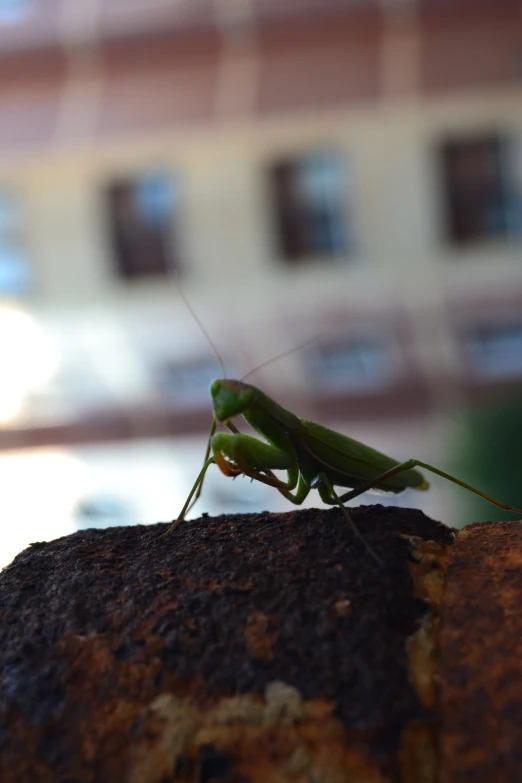 a grasshopper on a wall in front of a building