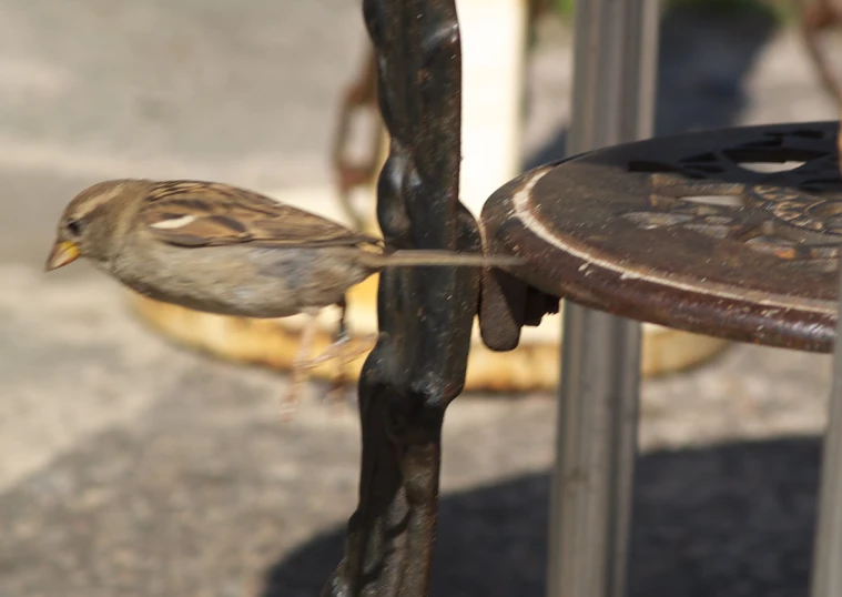 a small bird sitting on top of a metal post