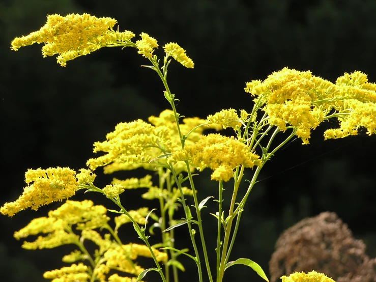 some yellow flowers are in bloom outside