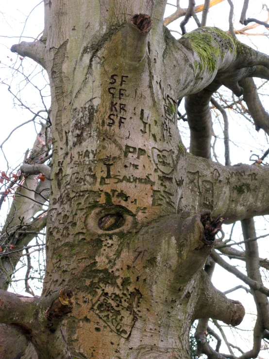 the trunk of a tree with many initials etched on it