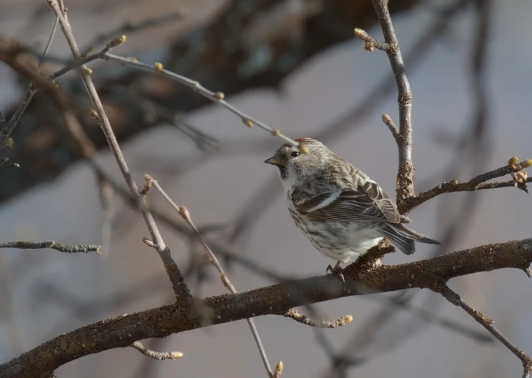 a small bird sits on top of a tree nch