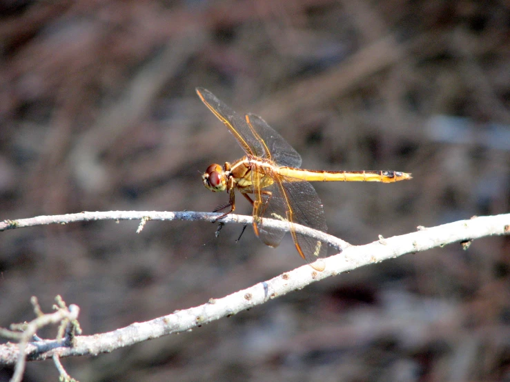 a dragon fly sits on a thin nch