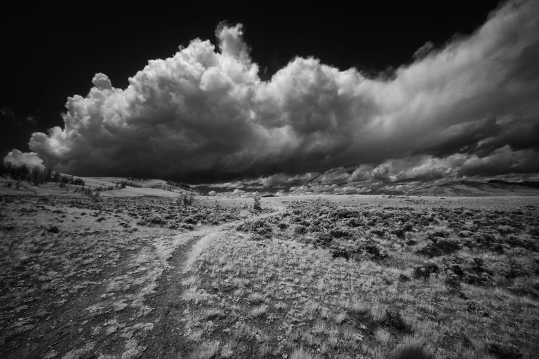 a black and white po of the desert