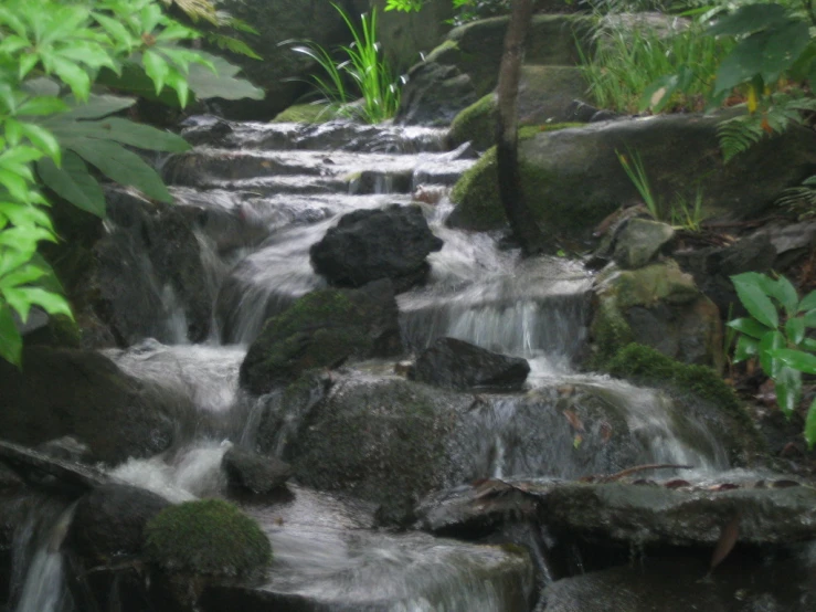 a stream in the middle of a lush green forest