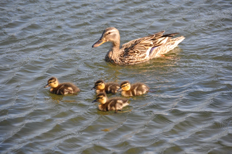 two adults ducky with a small family of ducklings