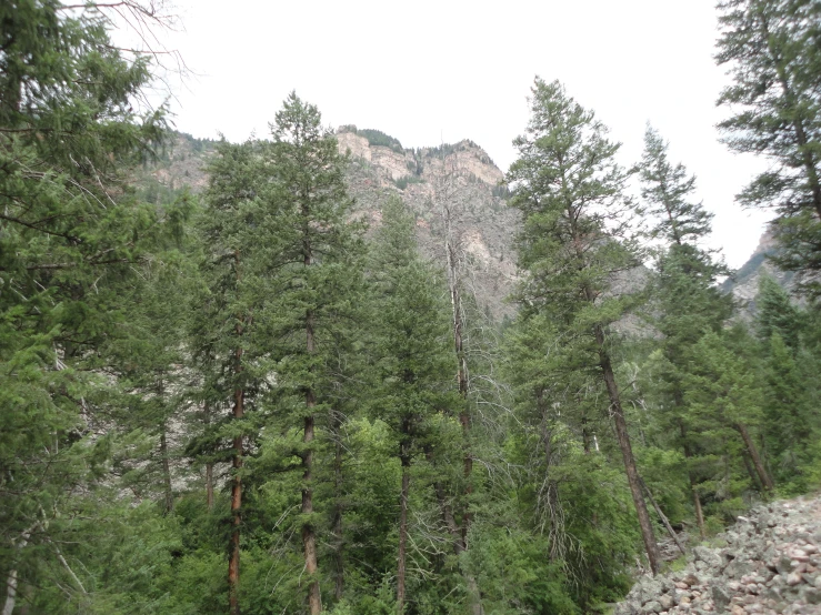 large trees line the edge of the mountainside