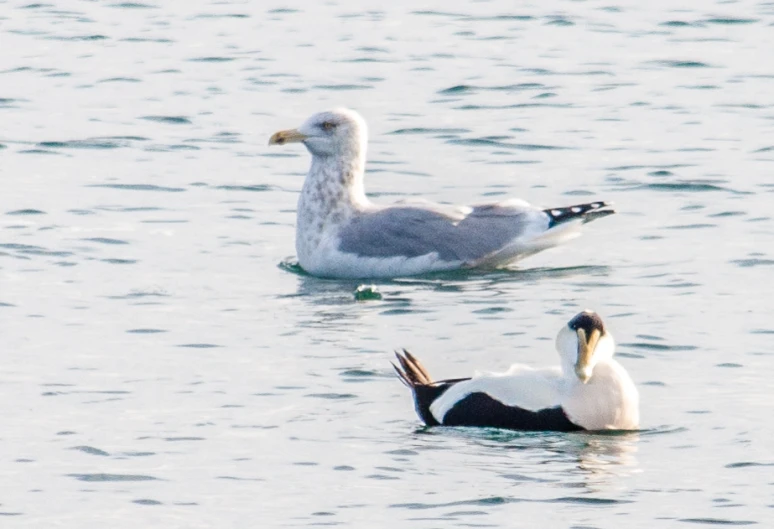 two birds swimming in the water one on top of another