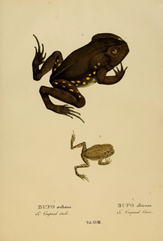 an illustration of a frog that appears to be reaching out for another animal