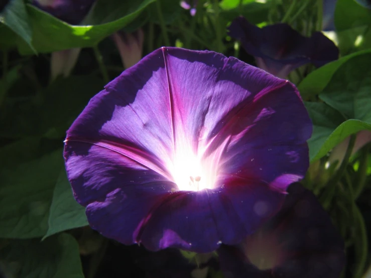 a close up of a purple flower with green leaves