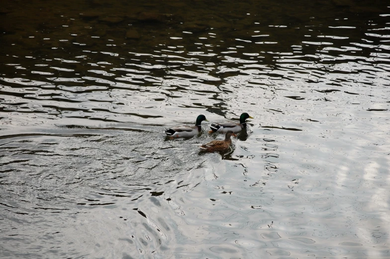 three ducks swimming on the water in the afternoon