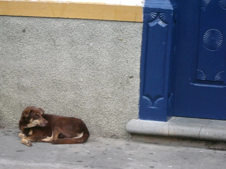 the dog lies on the sidewalk near a door