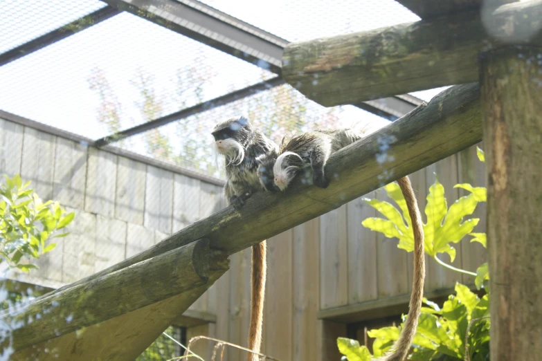 a small animal laying on the top of a wooden fence