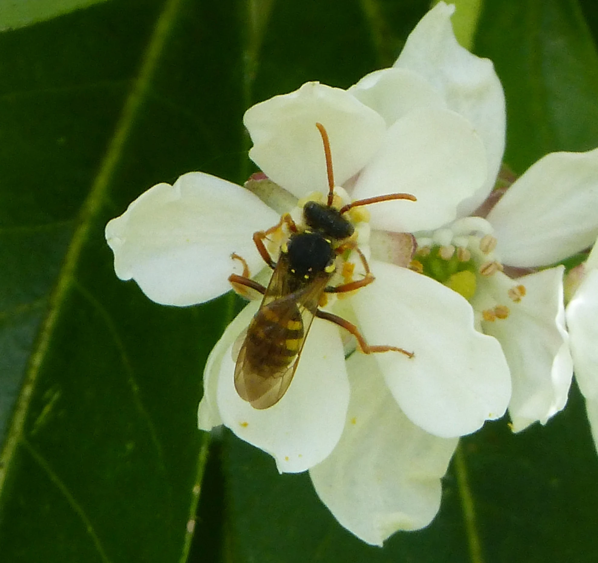 a white flower with an insect on top of it