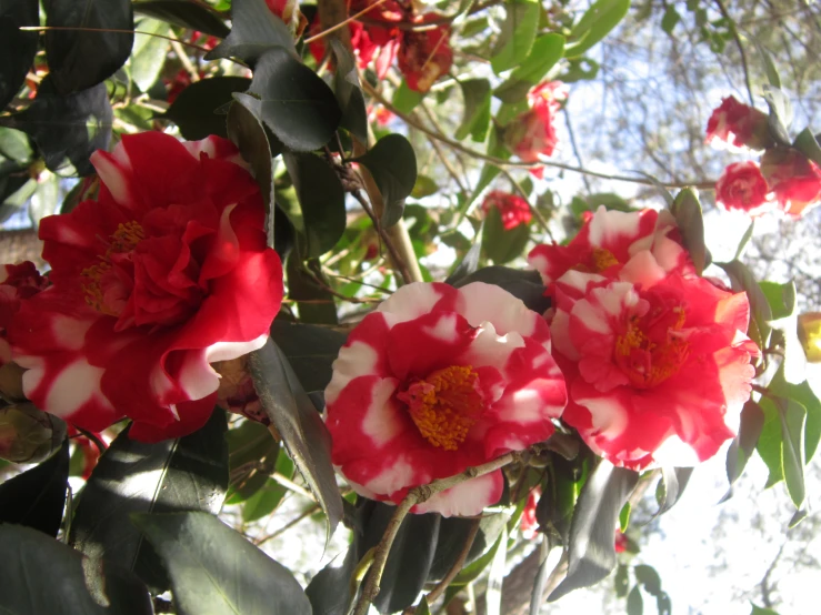 a couple of red flowers sitting on top of a tree