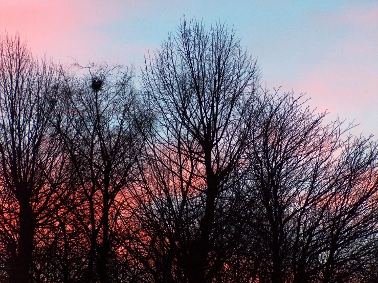 some very pink sky over trees on a winter evening