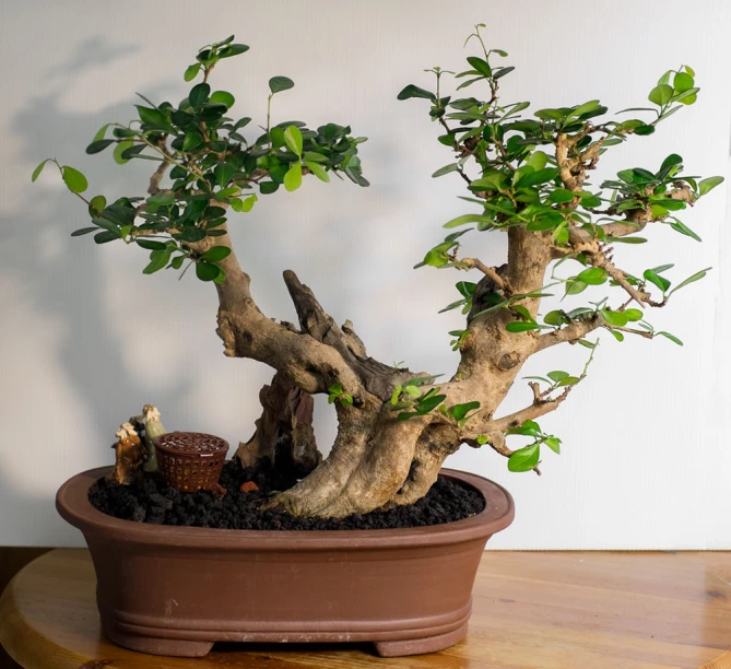 a very pretty small bonsai tree on top of a wooden table