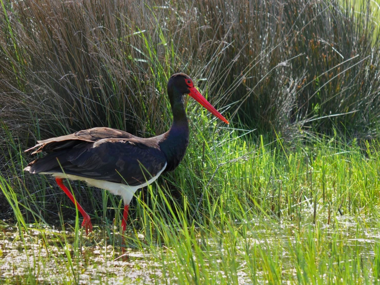 a large bird with a long red beak walking through some green grass