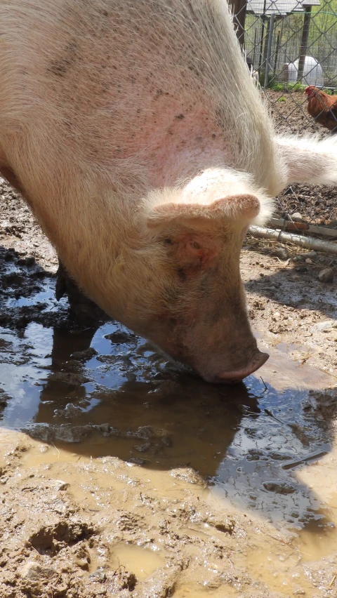 there is a pig that is drinking from a pond