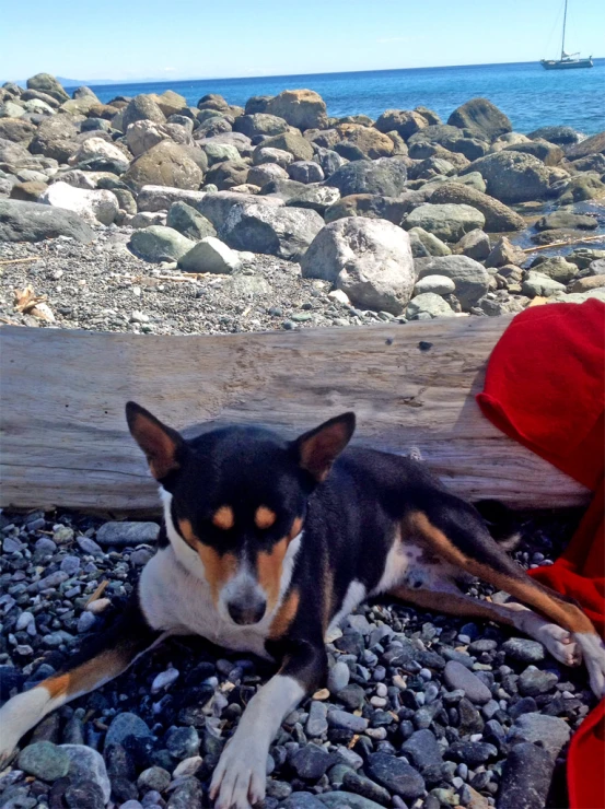 a dog on rocks near water on a beach