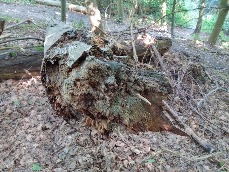 a log that was blown down on the ground