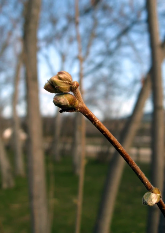 buds are starting to bud off the end of an unplugged leaf