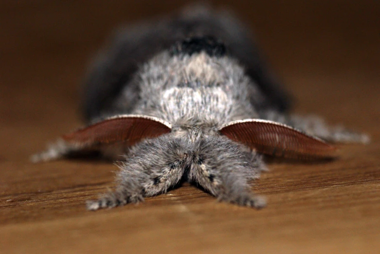 the back of a small grey animal laying on a floor