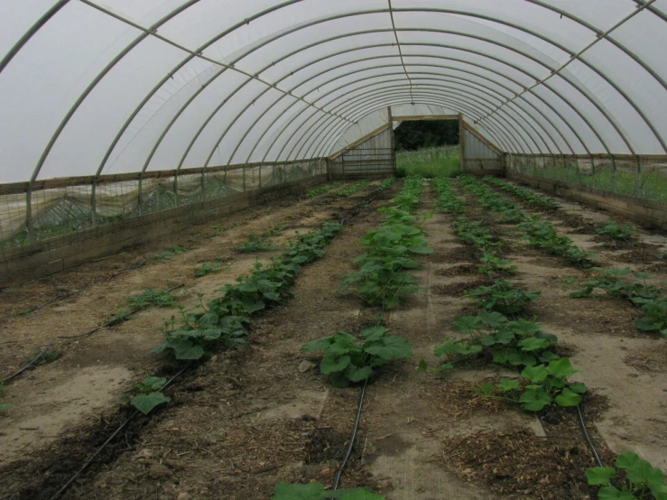 a big glasshouse with rows of plants inside