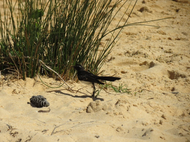 a small bird that is standing in the sand