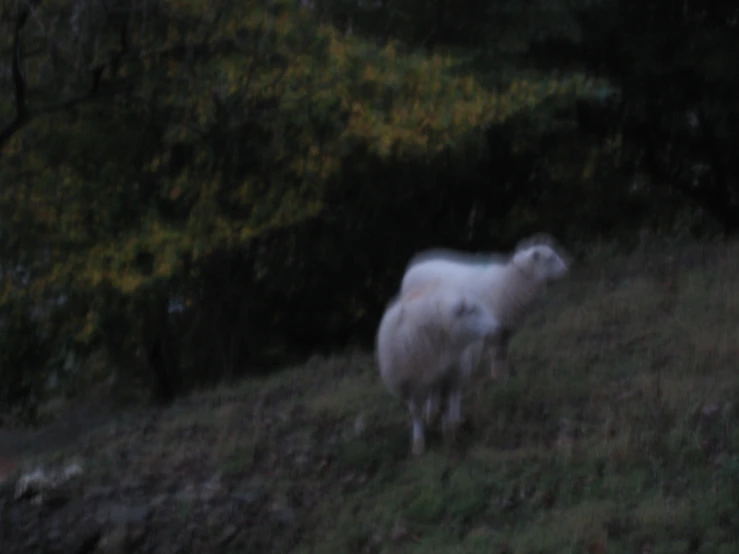 a white cow walking in a grassy area near trees