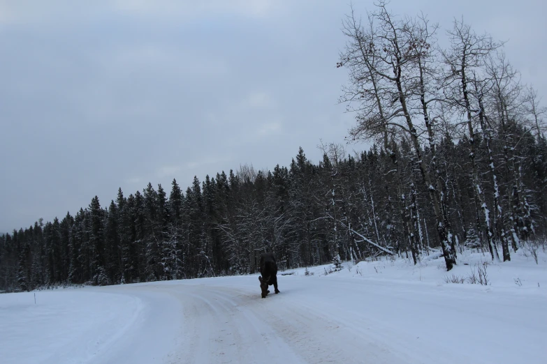 a snow covered road surrounded by trees