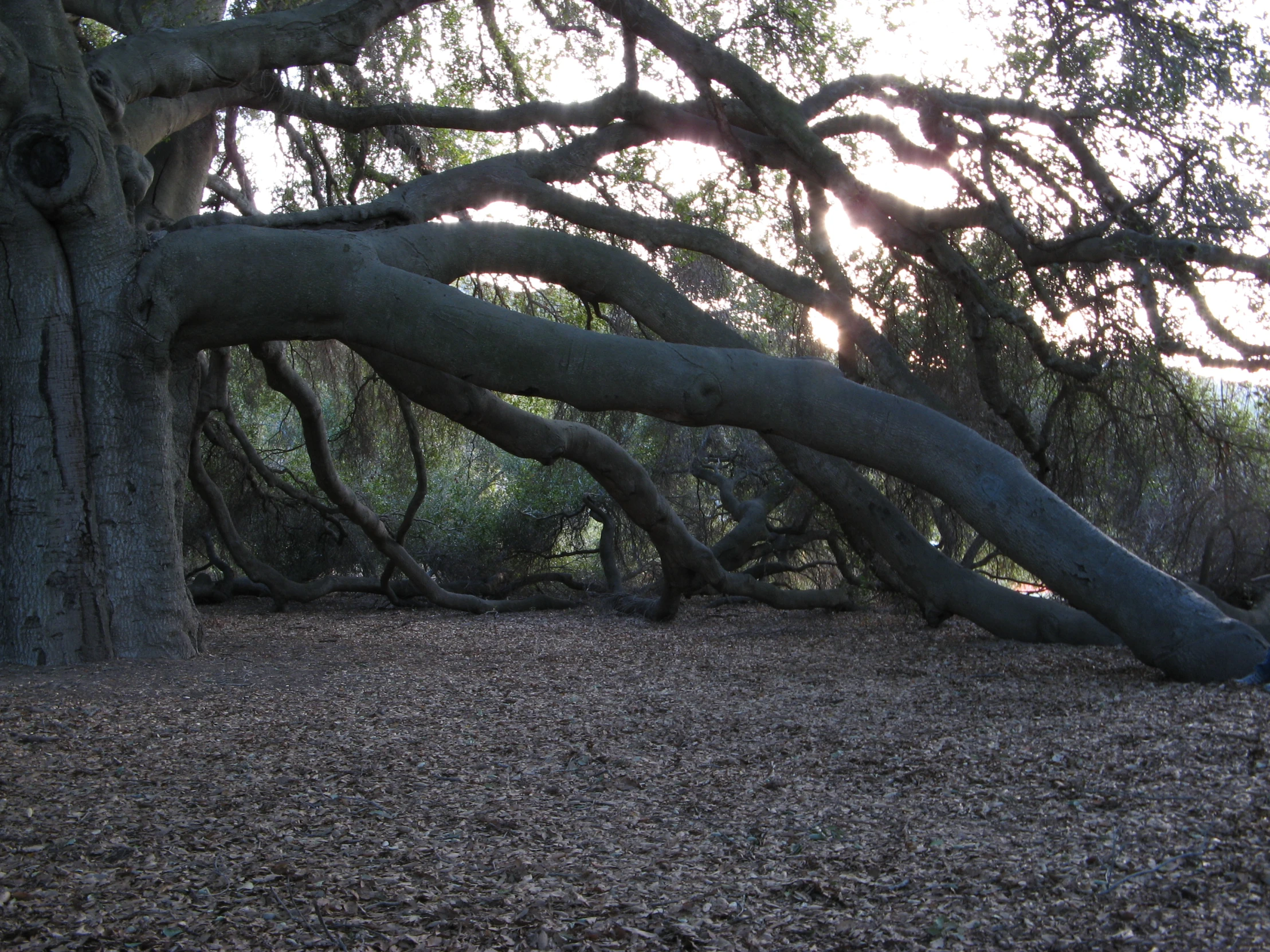 a fallen tree near a bench in the park