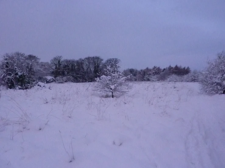 a snowy field with some bushes and trees